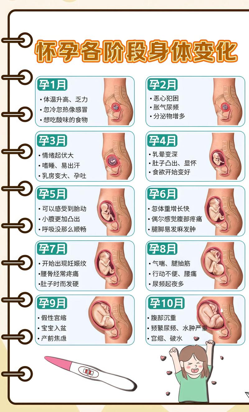 揭秘供卵代孕妈妈怀孕小腹分两节，孕期变化的奥秘临汾代生机构: